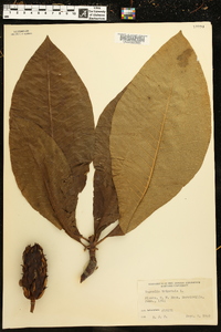 Magnolia tripetala image