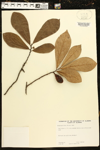 Asimina parviflora image