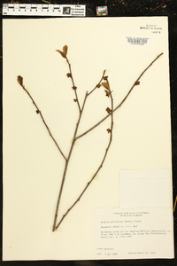 Asimina parviflora image