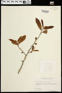 Asimina parviflora image