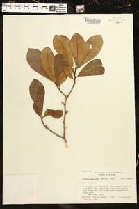 Asimina parviflora image