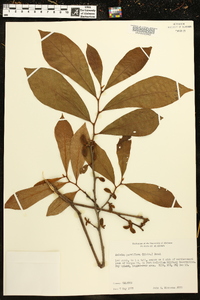 Asimina parviflora image