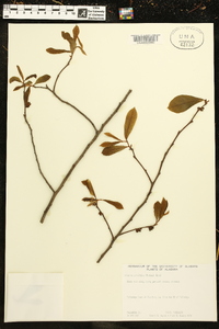 Asimina parviflora image