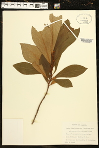 Asimina parviflora image