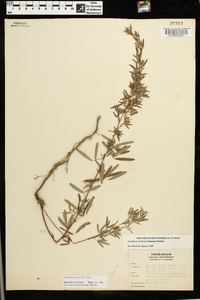 Lespedeza virginica image