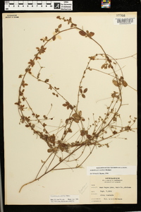 Lespedeza procumbens image