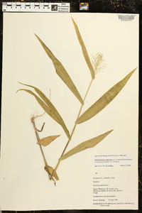 Dichanthelium polyanthes image