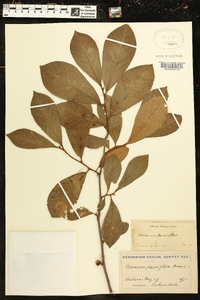 Asimina parviflora image