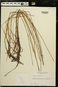 Eleocharis robbinsii image