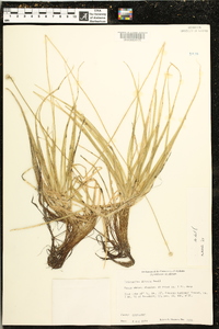 Eriocaulon lineare image