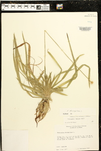 Eriocaulon decangulare image