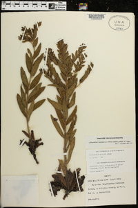 Image of Lithospermum decipiens