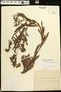 Onosmodium virginianum image