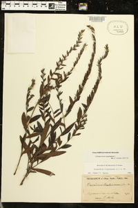 Onosmodium virginianum image