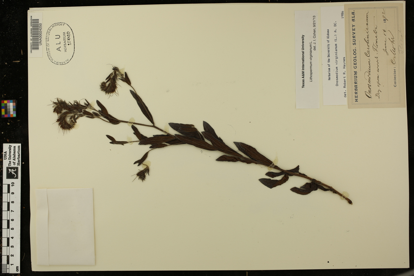 Onosmodium virginianum image