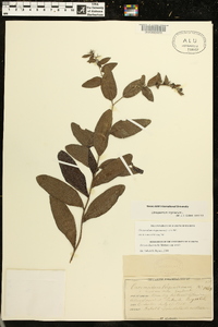 Onosmodium virginianum image