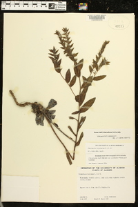 Onosmodium virginianum image