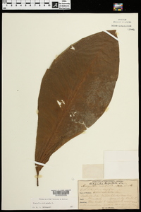 Magnolia tripetala image