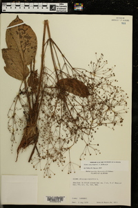 Alisma subcordatum image