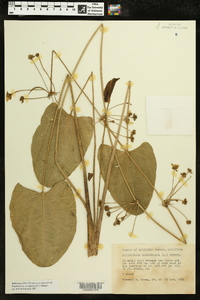 Echinodorus cordifolius image