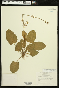 Echinodorus cordifolius image