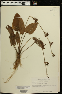 Echinodorus cordifolius image