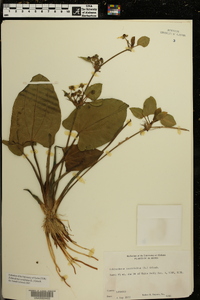 Echinodorus cordifolius image