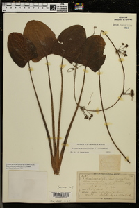 Echinodorus cordifolius image