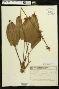 Echinodorus longiscapus image