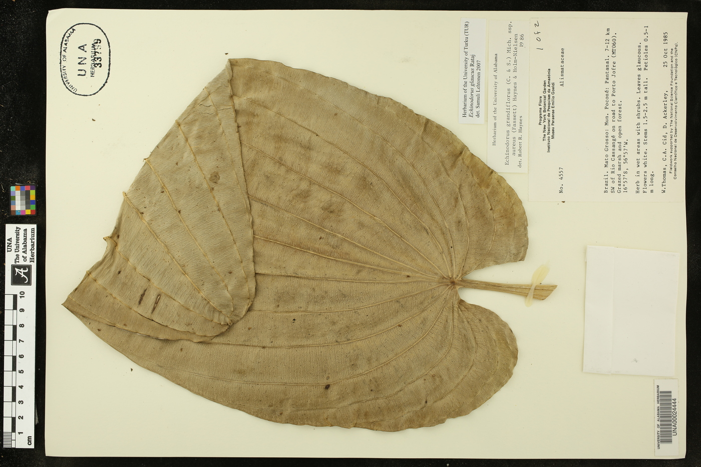Echinodorus glaucus image