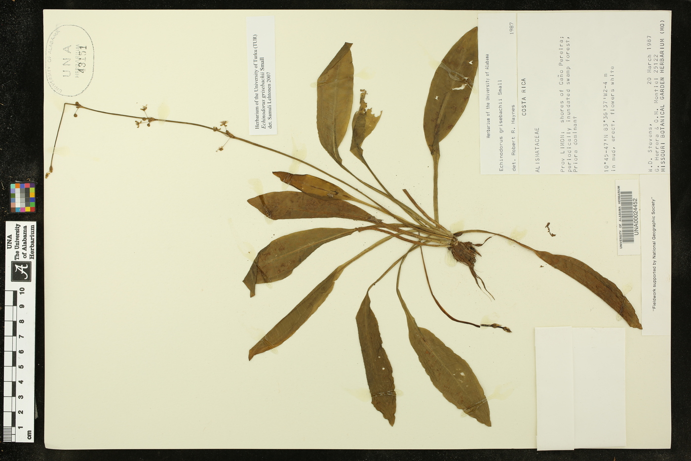 Echinodorus grisebachii image