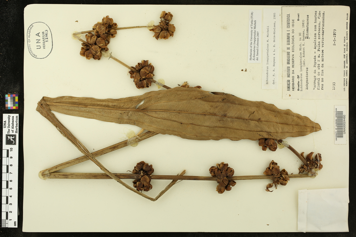 Echinodorus longipetalus image