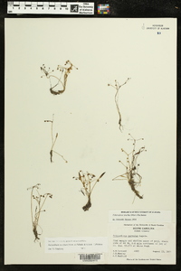 Helanthium tenellum image