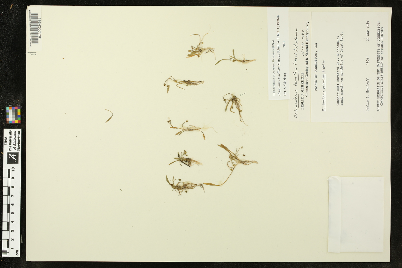 Helanthium tenellum image