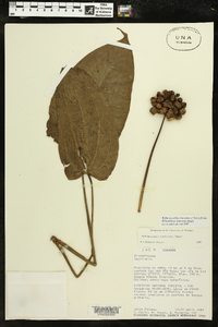 Echinodorus tunicatus image