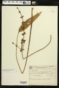 Echinodorus subalatus image