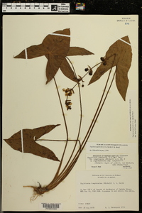 Sagittaria australis image