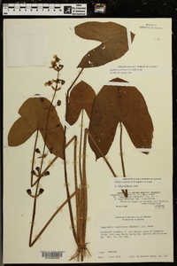 Sagittaria australis image