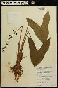 Sagittaria australis image