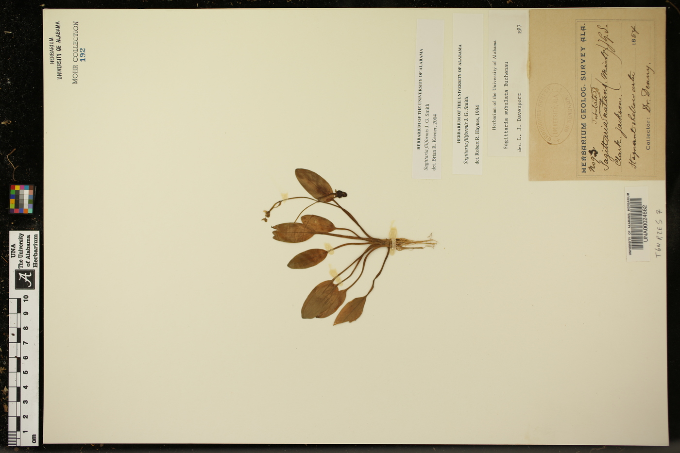 Sagittaria filiformis image