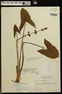 Sagittaria australis image