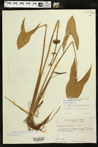 Sagittaria engelmanniana image