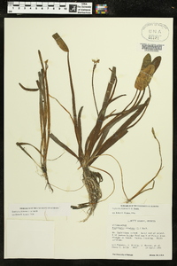 Sagittaria filiformis image