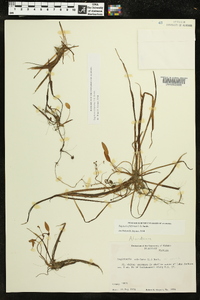 Sagittaria filiformis image