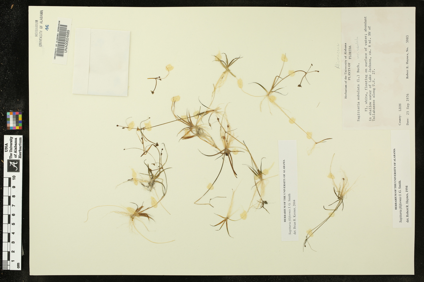 Sagittaria filiformis image