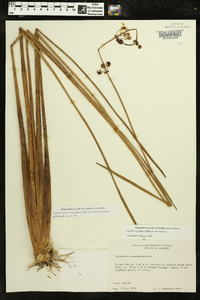 Sagittaria lancifolia image