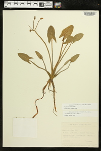 Sagittaria natans image