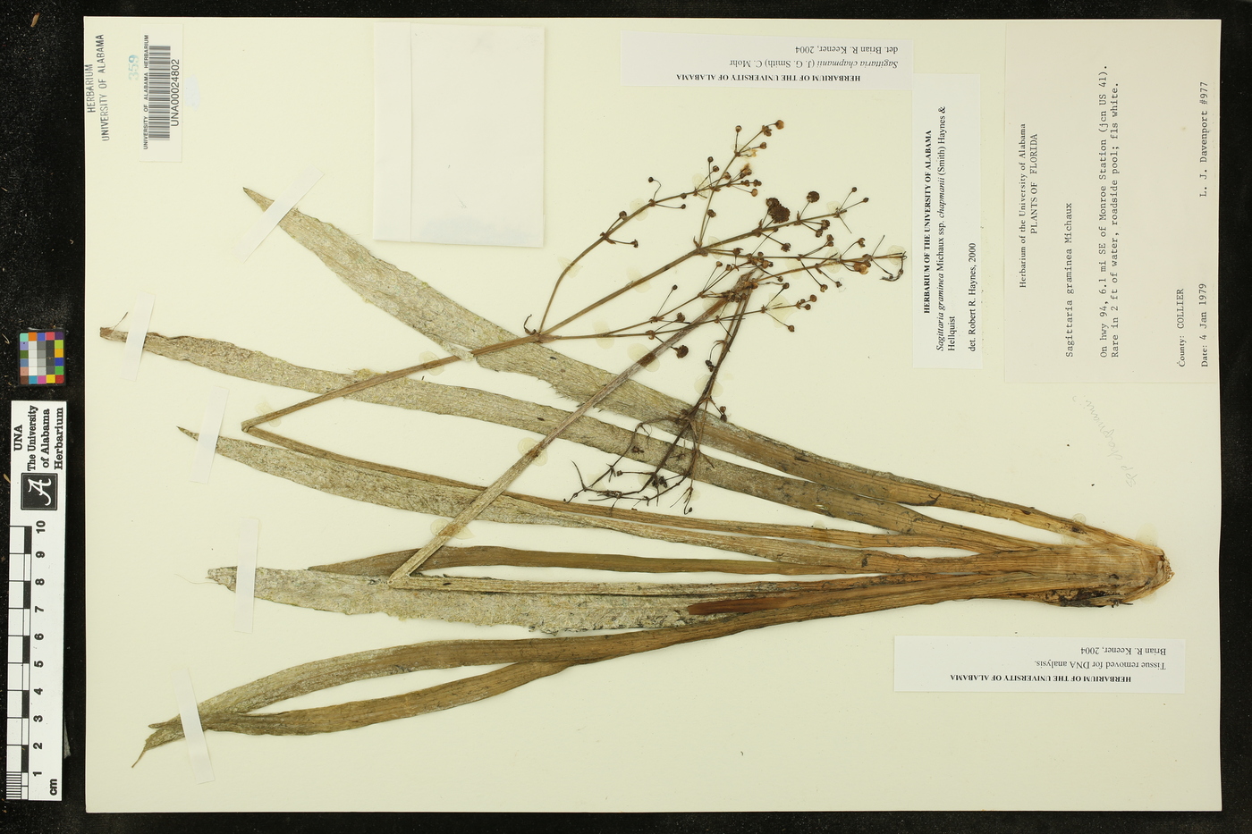 Sagittaria chapmanii image