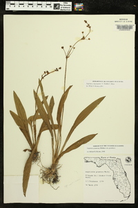 Sagittaria chapmanii image