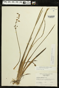 Sagittaria graminea image